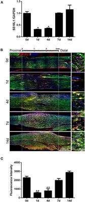 Transcription factor SS18L1 regulates the proliferation, migration and differentiation of Schwann cells in peripheral nerve injury